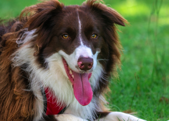 In What Health Conditions Can We Administer Amoxicillin in Dogs?