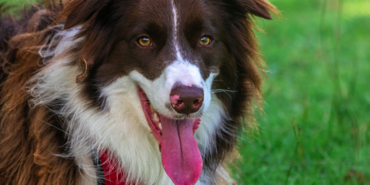 In What Health Conditions Can We Administer Amoxicillin in Dogs?