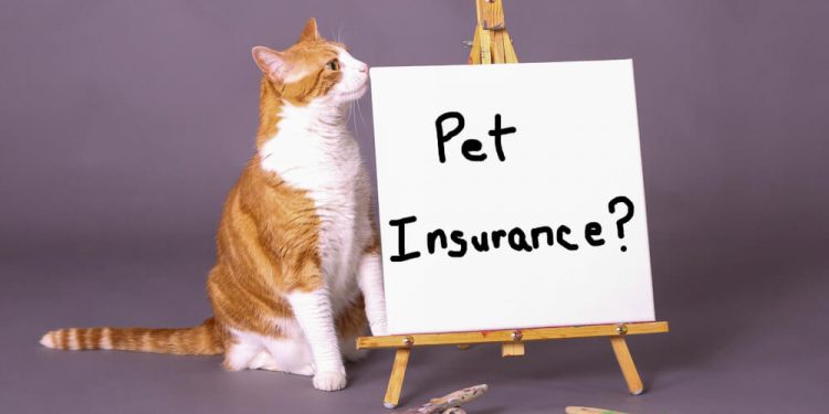 Understanding How Pet Insurance Works