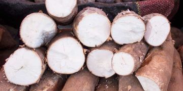 What is Tapioca? | Top 6 benefits of Tapioca