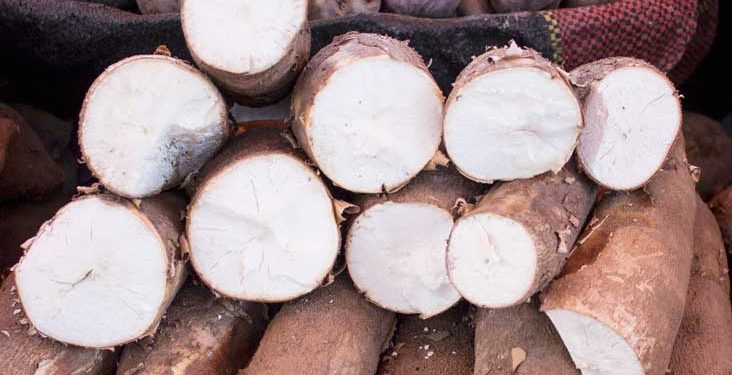 What is Tapioca? | Top 6 benefits of Tapioca