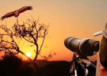 The Fascinating World Of Owls: A Guide To Bird Watching From Vikki Gerrard La Crosse WI 