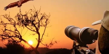 The Fascinating World Of Owls: A Guide To Bird Watching From Vikki Gerrard La Crosse WI 